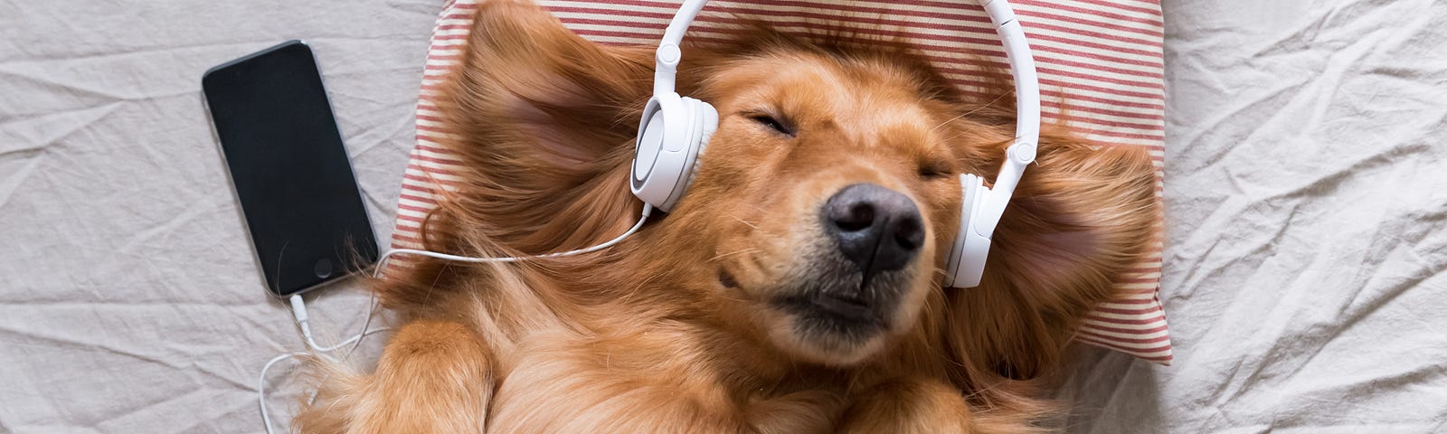 A golden retriever wearing headphones and looking content
