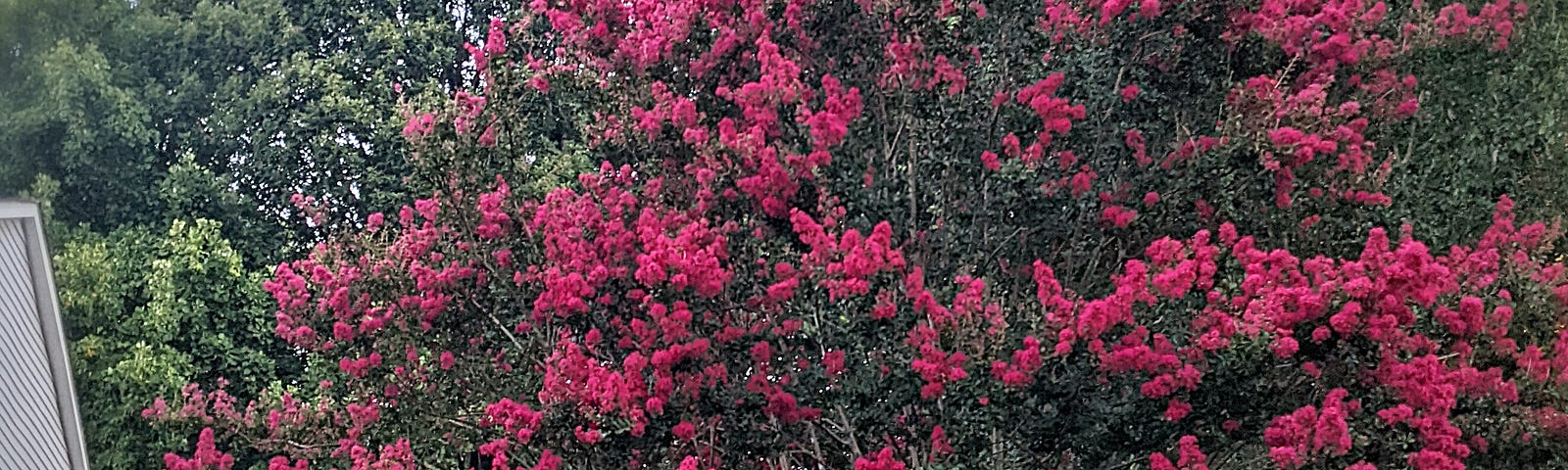 Dressed in Red. A photo of a tree in bloom with red flowers.