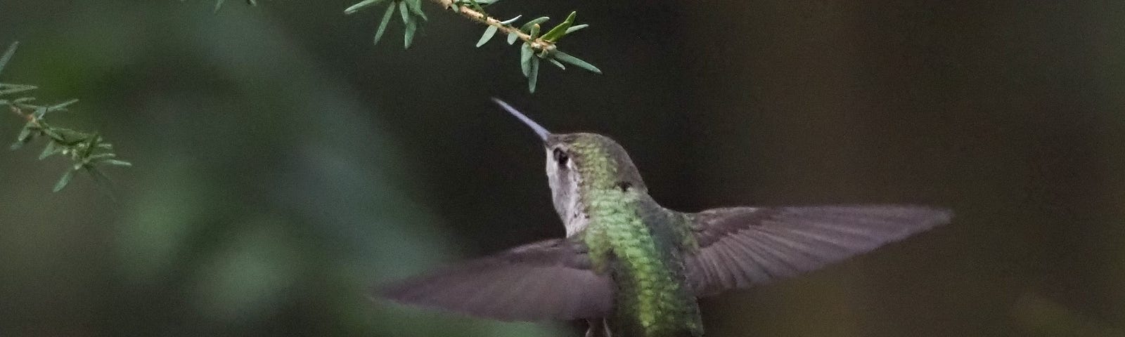 A humming bird, feeding.
