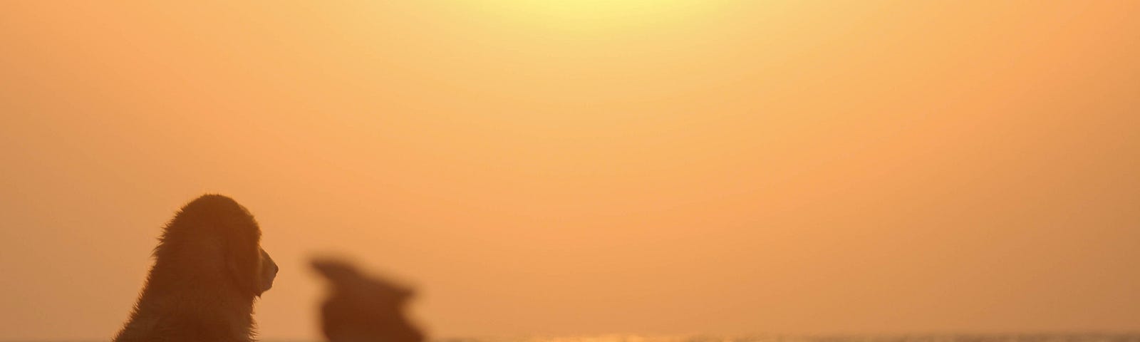 Golden retriever sitting on beach during sunset