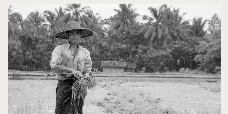 A paddy farmer harvests his crops.