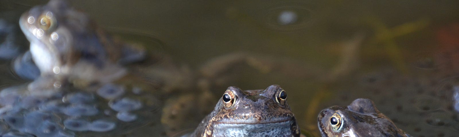 Two frogs in a pond.