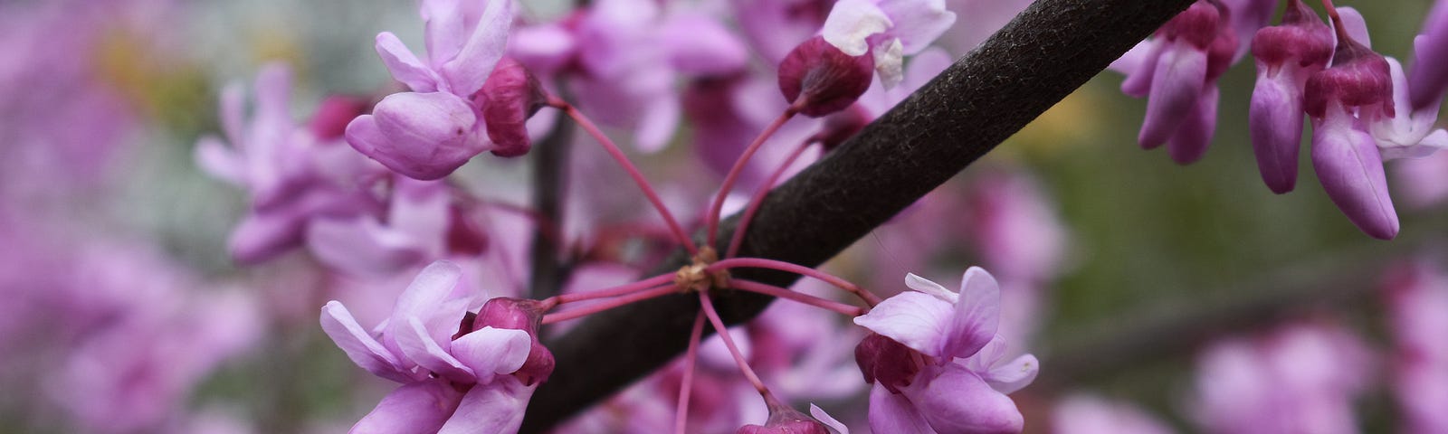 One redbud tree gave me the courage to abandon my abuser. “If she can prove him wrong, so can I.” Photo by Anna Weyers/USFWS