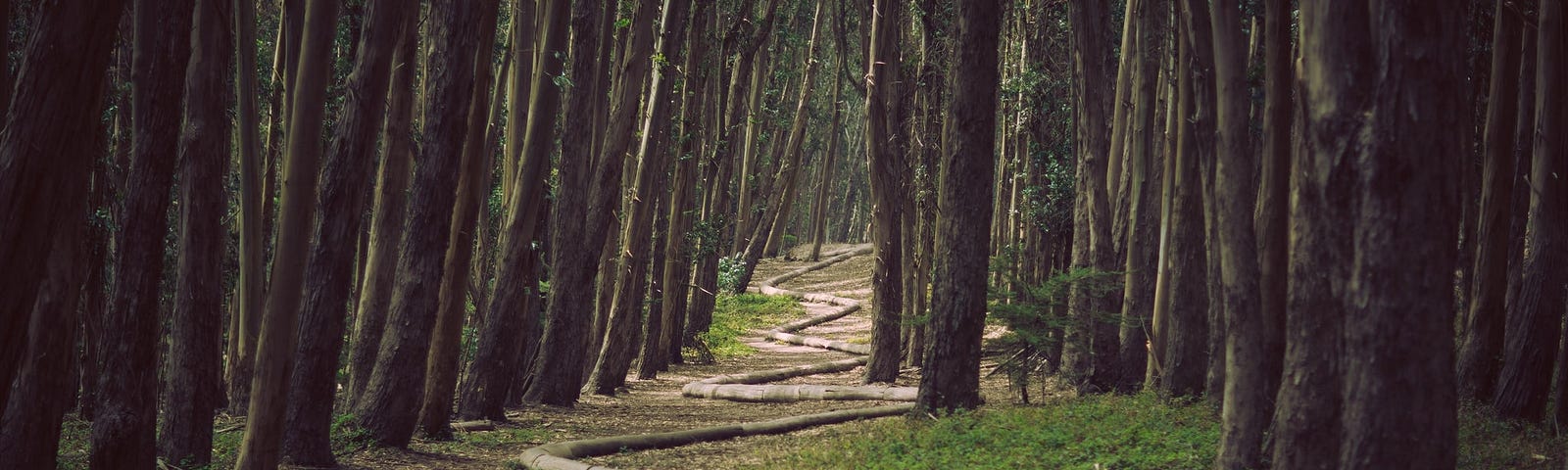 a path winds through a forest