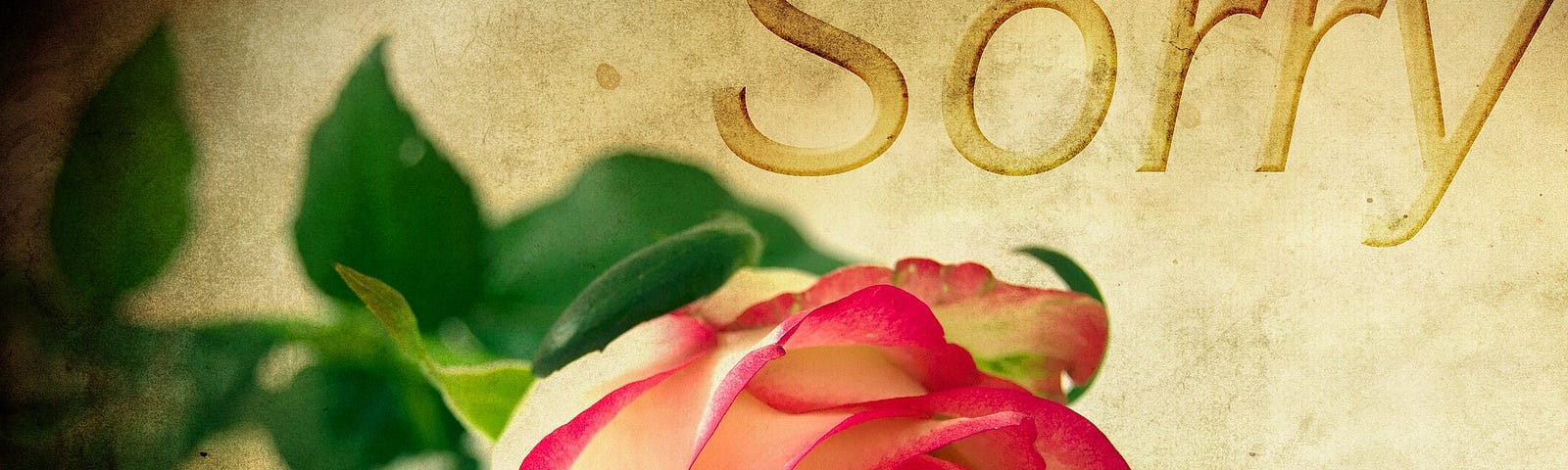 A red rose lies on antique white stationary with the word “Sorry” in gold.