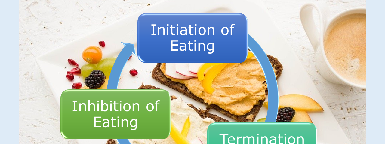 Phases of appetite regulation.