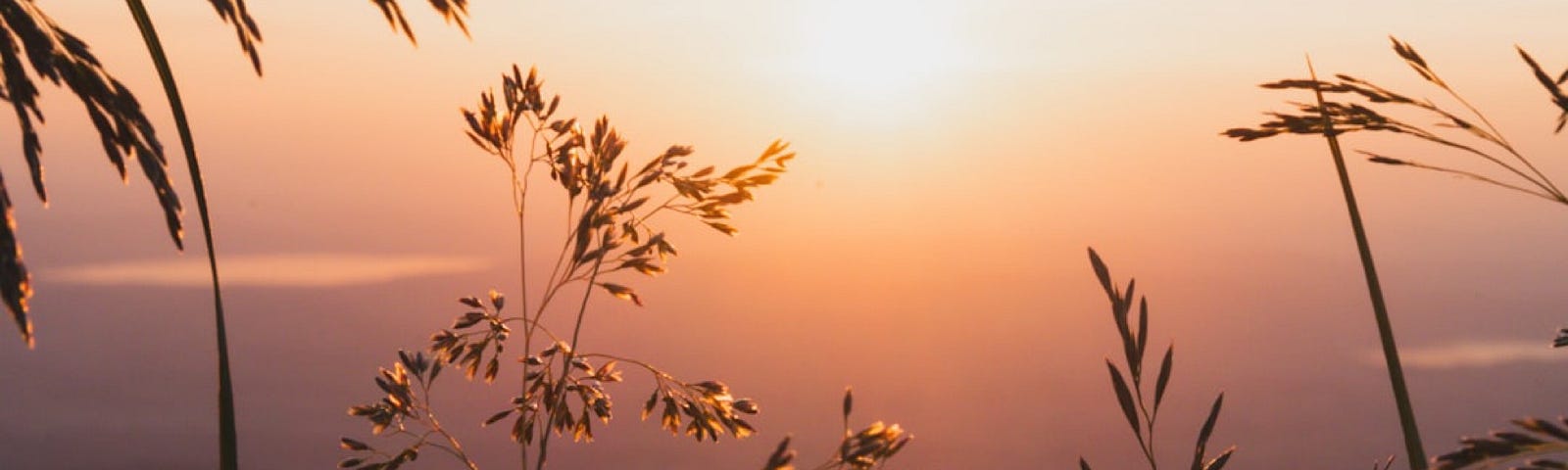 Sunset with silhouettes of grasses in the foreground.