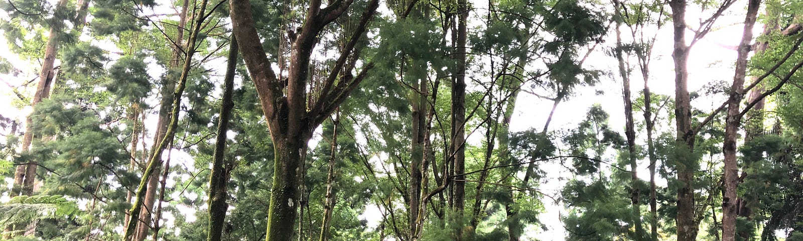 Tall trees at the Singapore Botanic Gardens