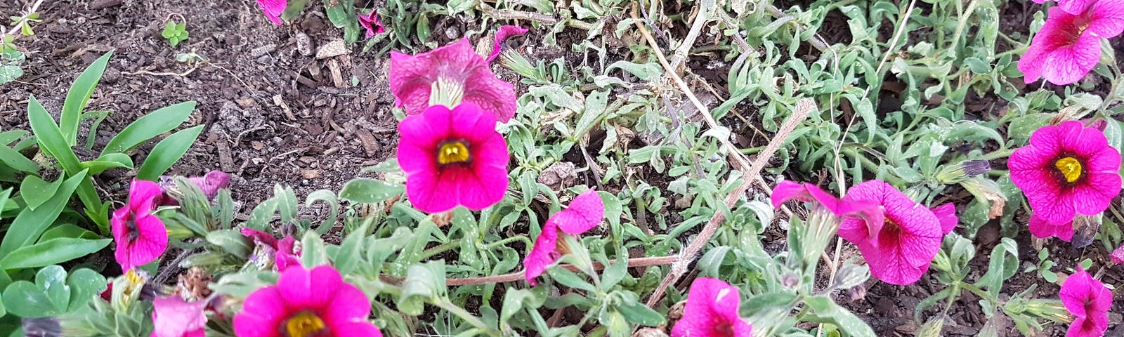 pink flowers in garden