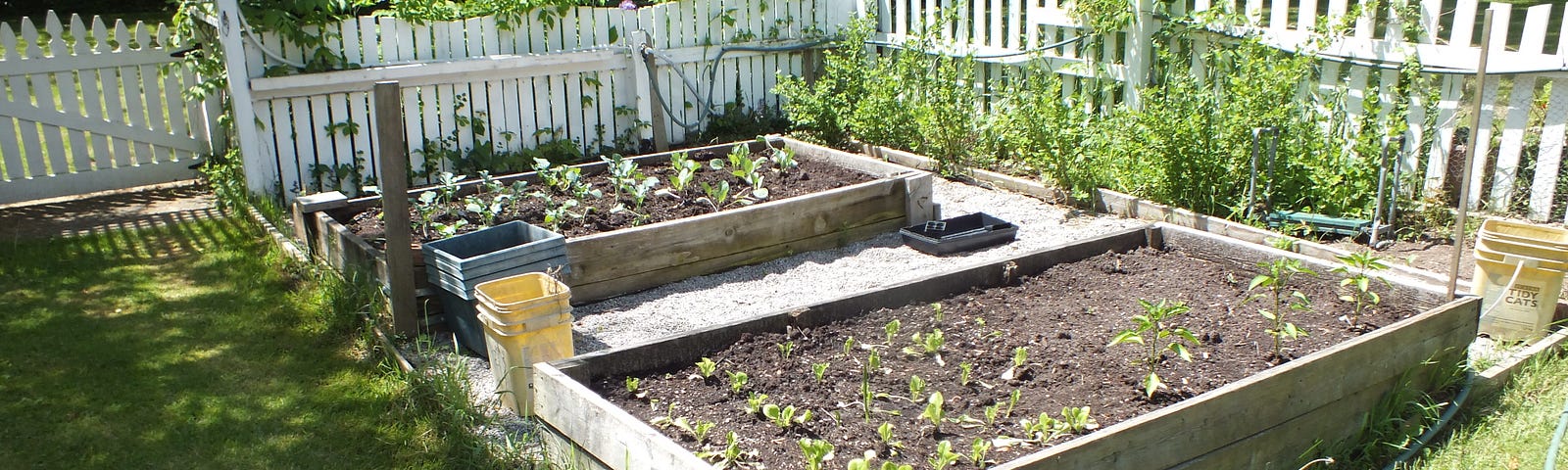 Two of the boxes of vegetables we managed to partially plant