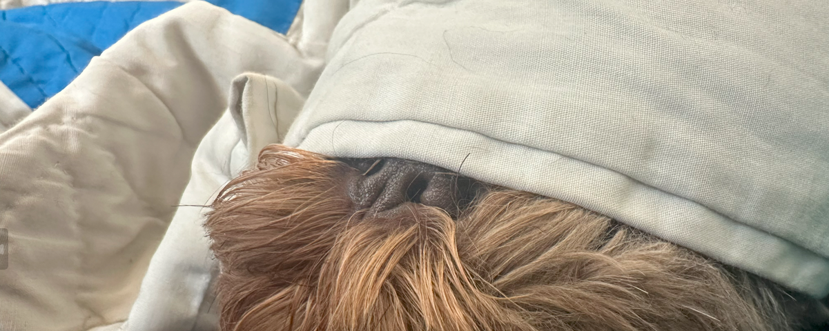 Brown dog wrapped in a blanket sleeping