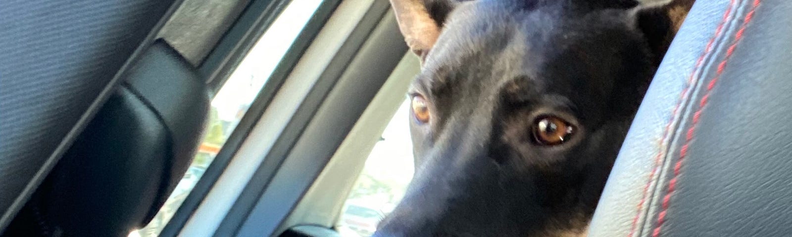 Dog peering around the passenger seat.