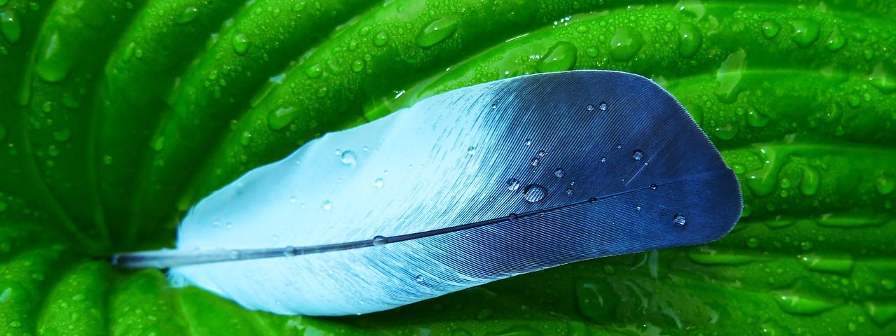 A bright blue feather lying on a dewy leaf.