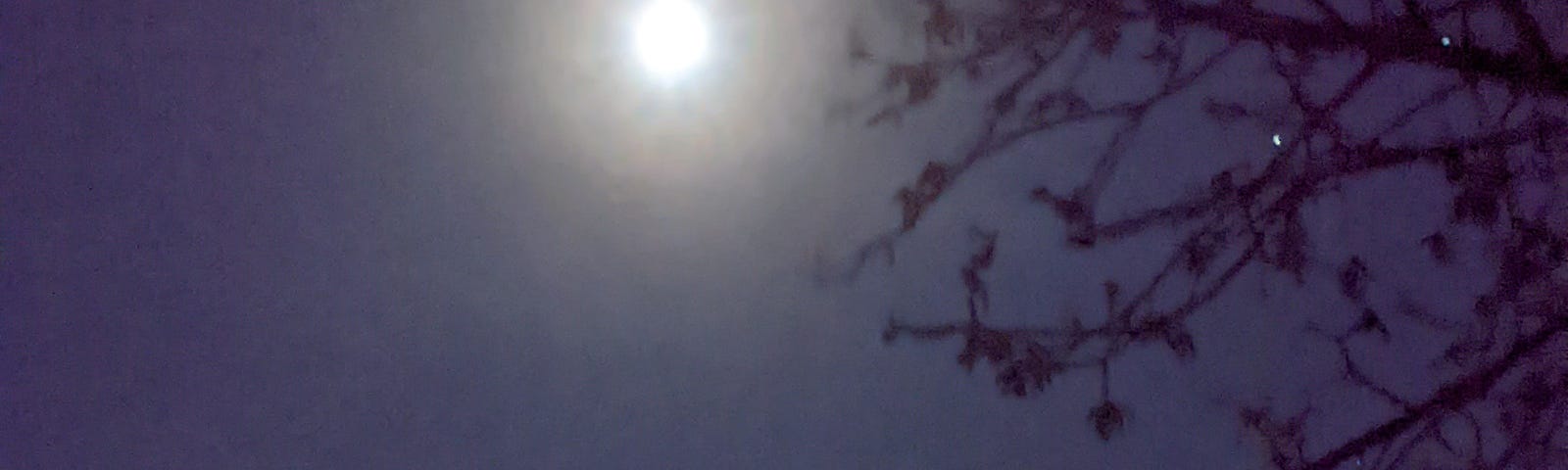 The moon shining over a tree.