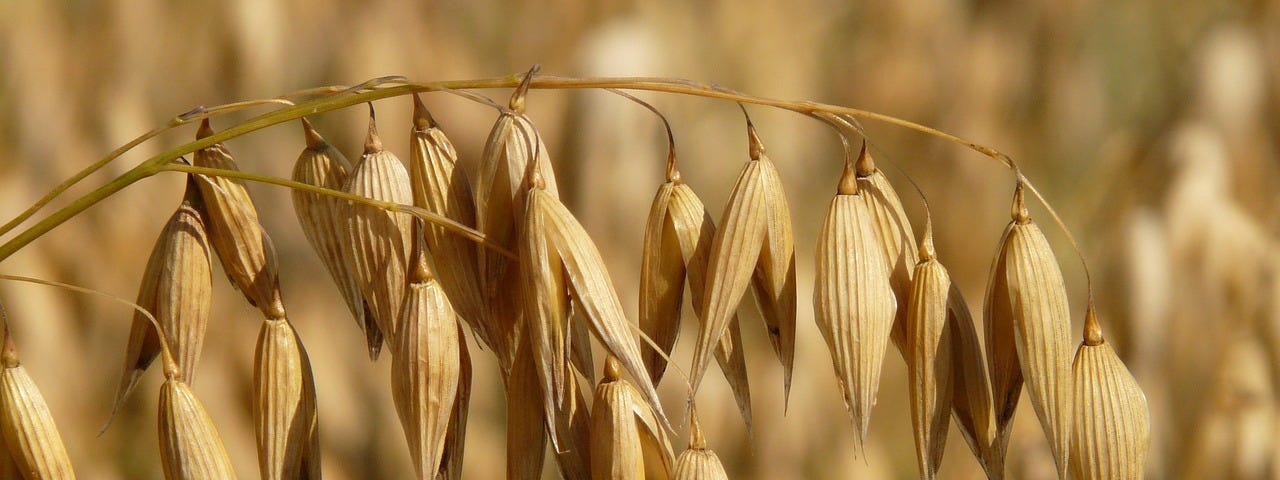 A close up of oat grain in a field. Image by Hans from Pixabay.
