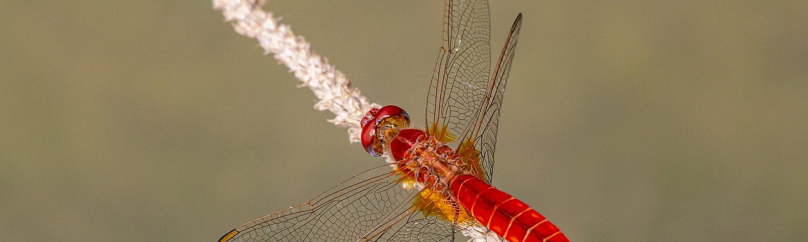 An orange insect with an intricate wing pattern sits on a piece of grain.