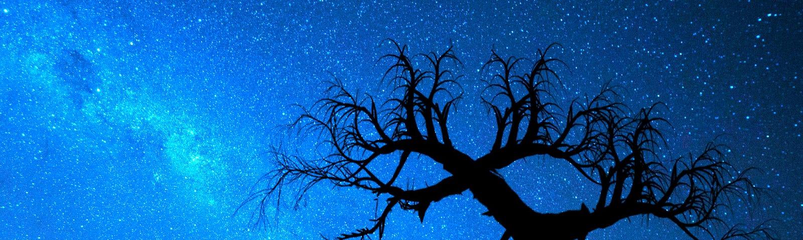 Silhouette of person beside a bare tree beneath a starry sky