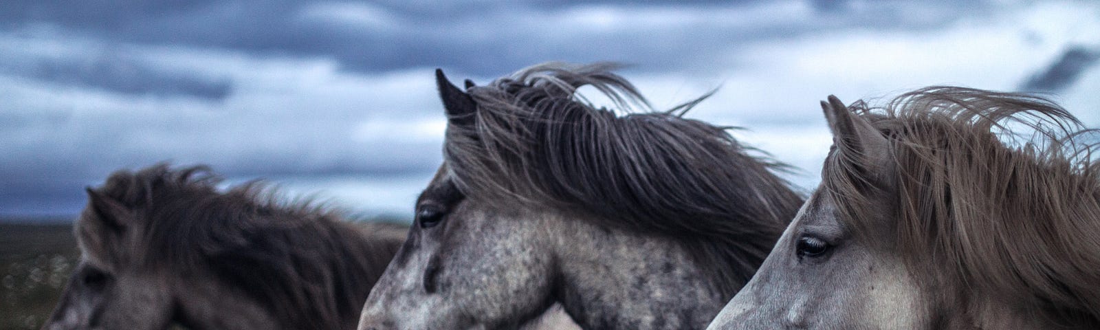 Three speckeled horses stand in the wind under a cloudy sky.