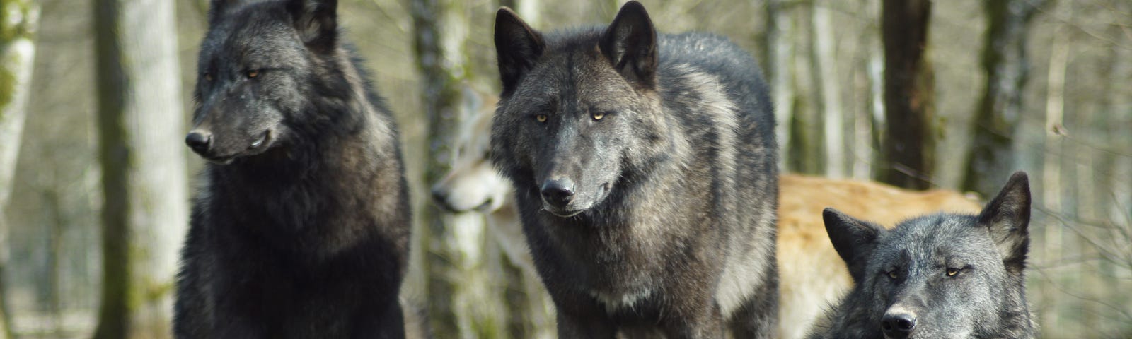 A pack of wolves. Photo by patrice schoefolt on pexels.com