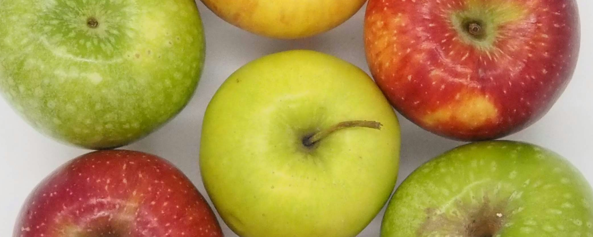 Una fotografia di mele di diverso colore e varietà, inquadrate dall’alto