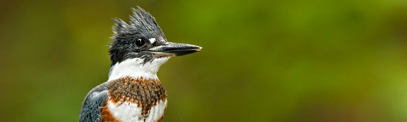 Belted kingfisher.