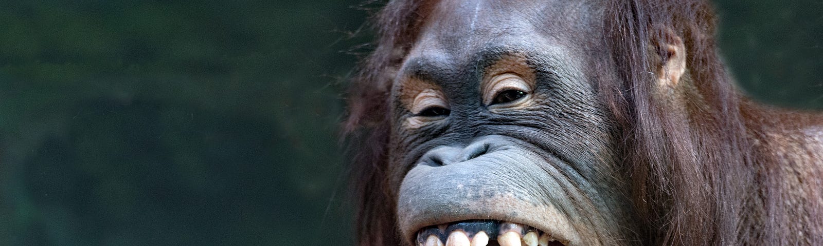 An orangutan with it’s mouth open wide, appearing to laugh.