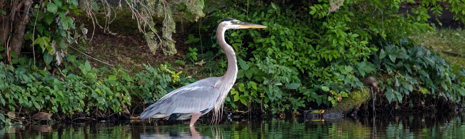 Great blue heron standing in pond surrounded by greenery