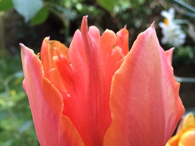 Coral and rosy pink tulip Orange Princess