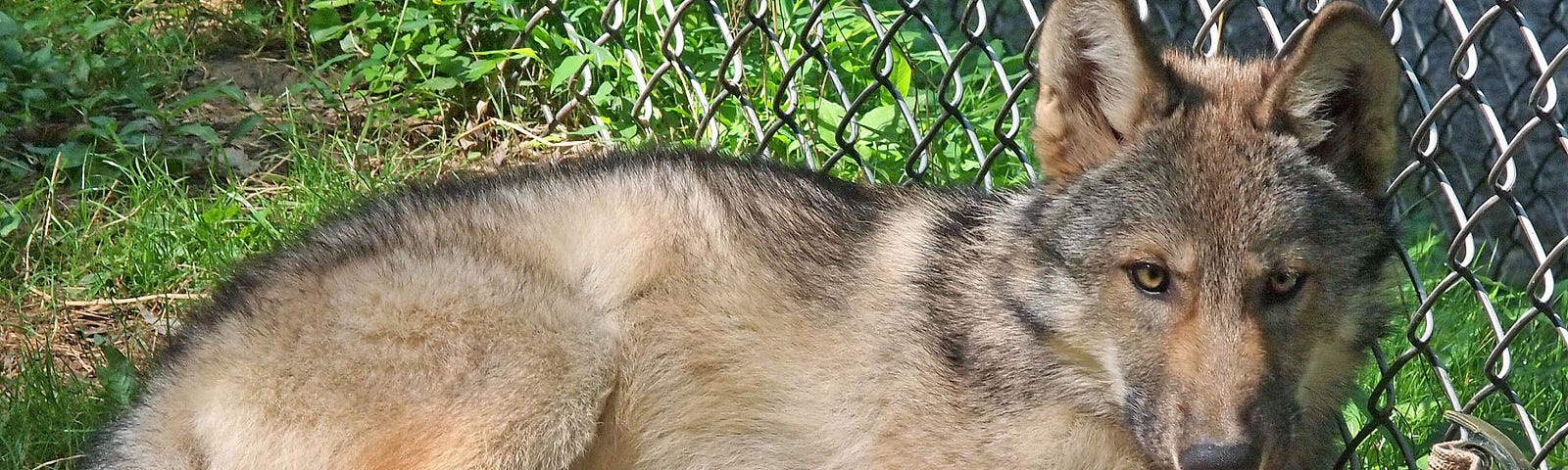 A wolf pup at the West Virginia Wildlife Center.