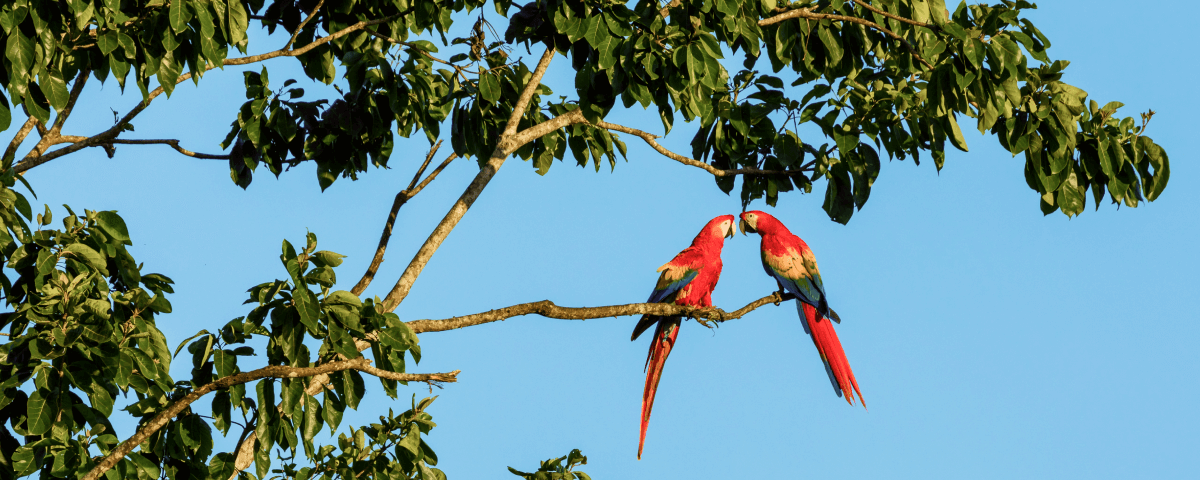 two macaw parrots kissing on a tree branch