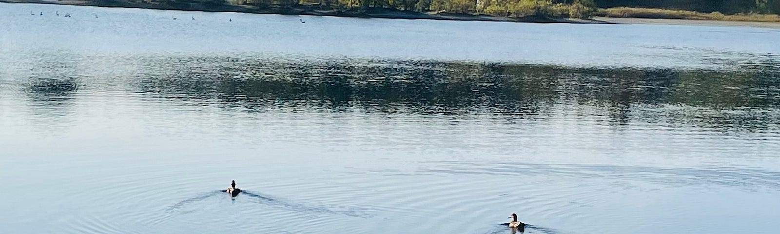 2 ducks swimming on a tranquil lake