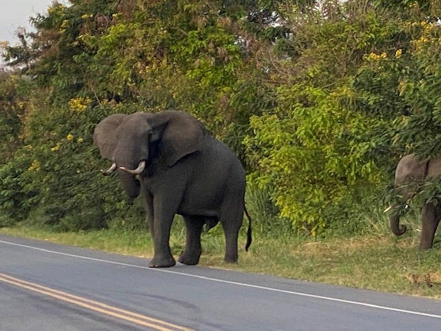 An Elephant coming onto the side of the road with another coming behind it in the bushes.