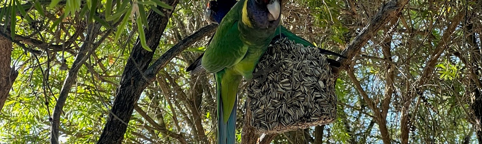 Two Yellow Ringneck Parrots in a bottlebrush tree with a sunflower seed block