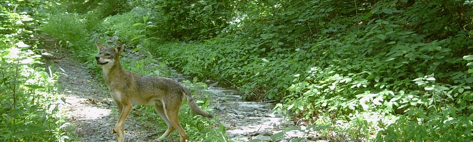 A coyote is captured on a trail camera