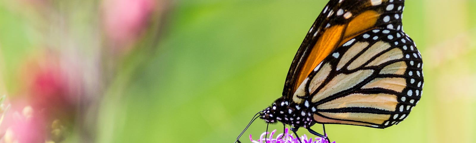 Monarch butterfly drinking nectar from a pink flower.