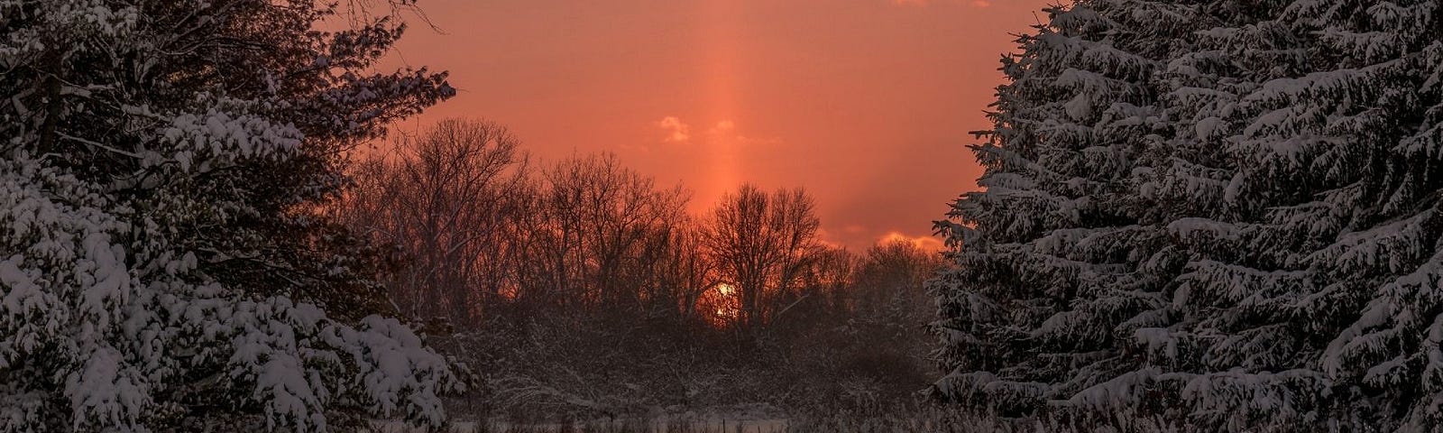 An orange sunrise through winter evergreen trees