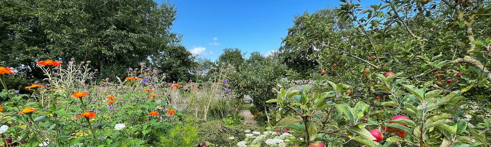 Lush Overgrown English Garden bursting colour — walled garden