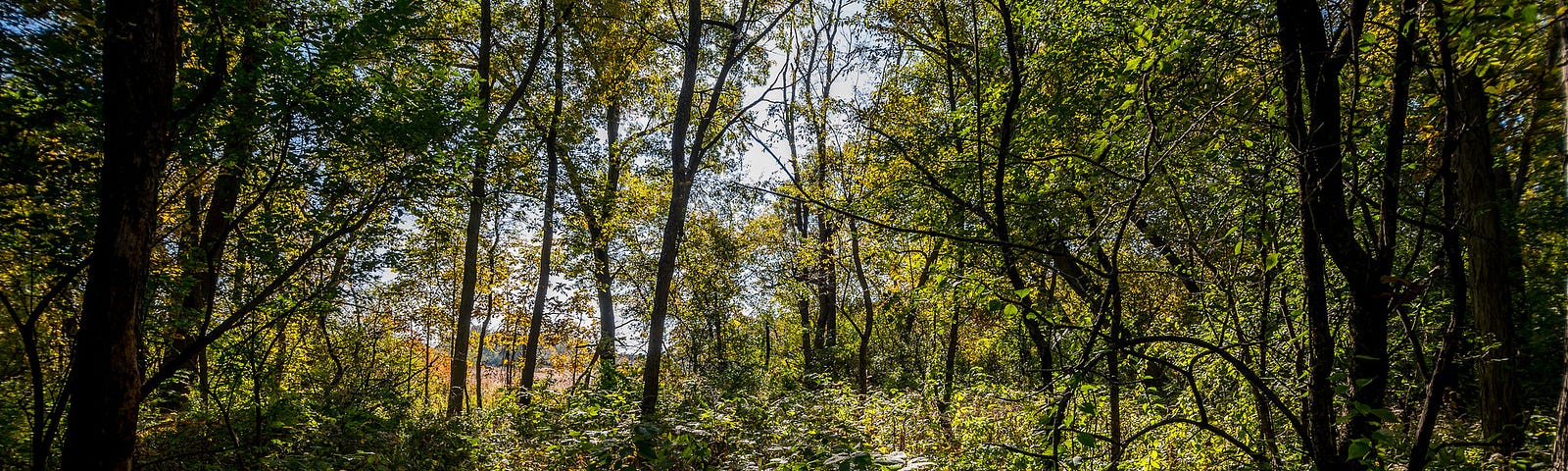 A path through wooded brush backlit by the sun; one of the mounds is slightly visible beneath underbrush to the left.