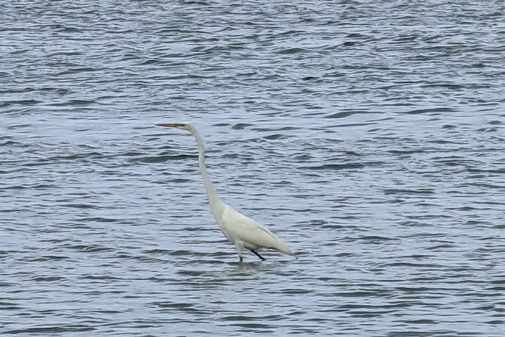 Author photo of a heron in the water