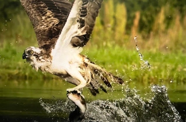 An Osprey emerging from the water with its fish catch!