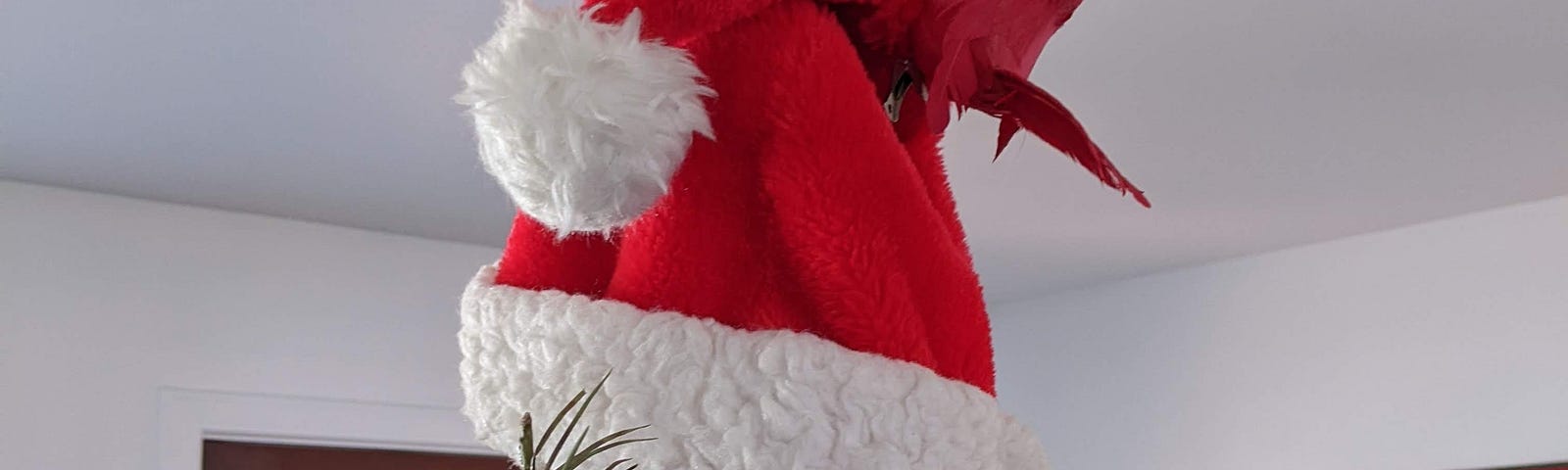 A Santa Claus hat tops the author’s xmas tree, A red cardinal tops the hat