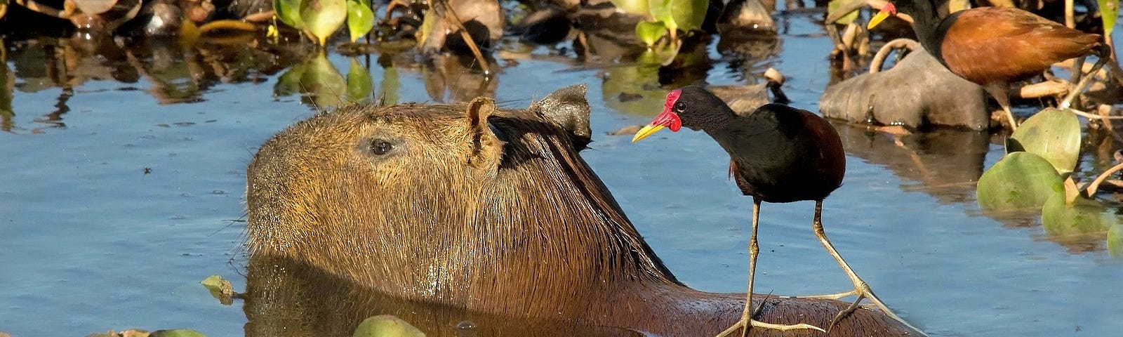 Capybara swimming in water with its back just visible above the waterline. A long-legged wading bird is standing on its back. The capybara looks very relaxed about this.