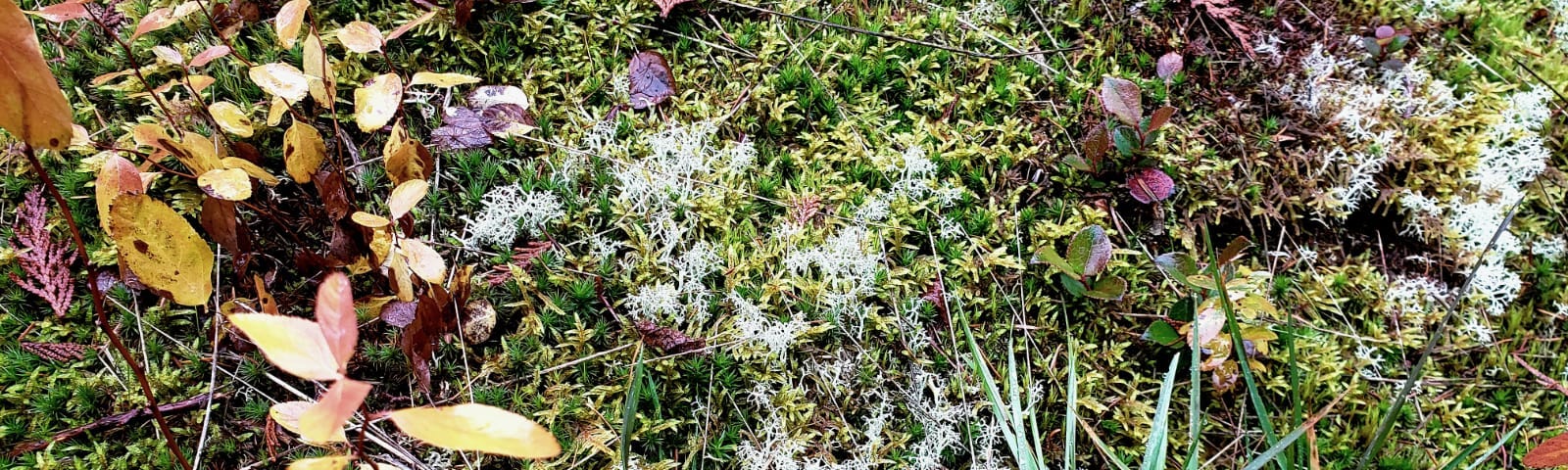Photo of green moss, covered with white moss or lichen, with leaves growing nearby, leaves in colours ranging from yellow to orange to red. Long blades of green grass sprout up at the bottom of the photo in two bunches. Dried pieces of brown cedar, and dried tree needles lay atop the moss, having fallen from their trees in the autumn.