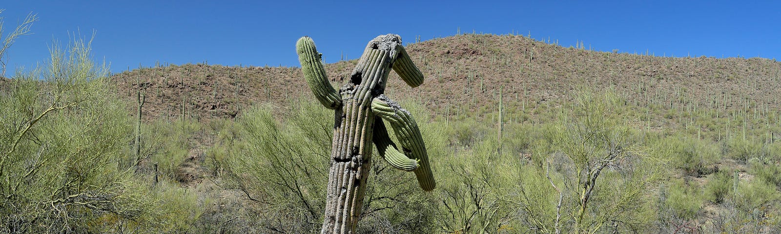 Old saguaro cactus in southern Arizona Sonoran Desert By John Wijsman- Adobe Stock licensed