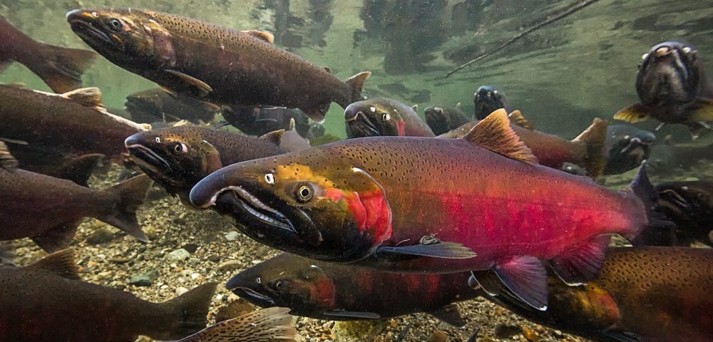 How drinking beer can help save the salmon