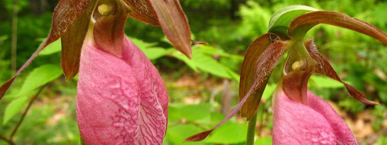 Pink Lady Slippers in a northern forest.