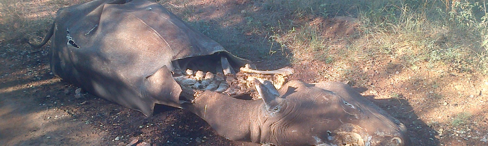 A carcass of a poached white rhino