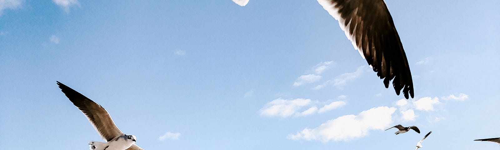 seagulls flying against a blue sky, with sea underneath.