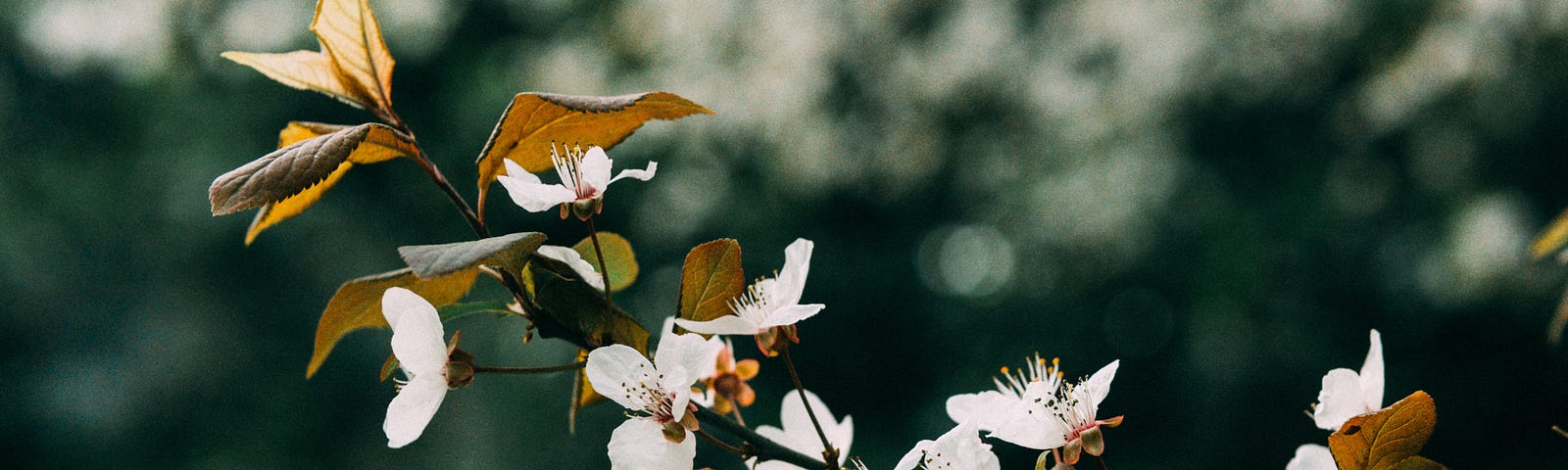 Plum blossom against dark green background