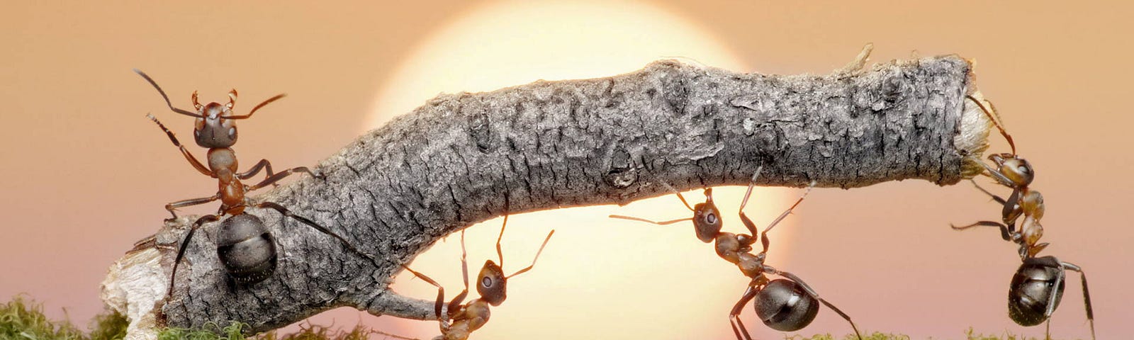 Afbeelding van duurzaam samenwerkende mieren die vertoond werd tijdens de viering van de 80e verjaardag van Prinses Irene.